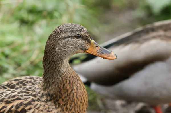 Güzel Bir Dişi Mallard Duck Anas Platyrhynchos Bir Gölün Kıyısında — Stok fotoğraf