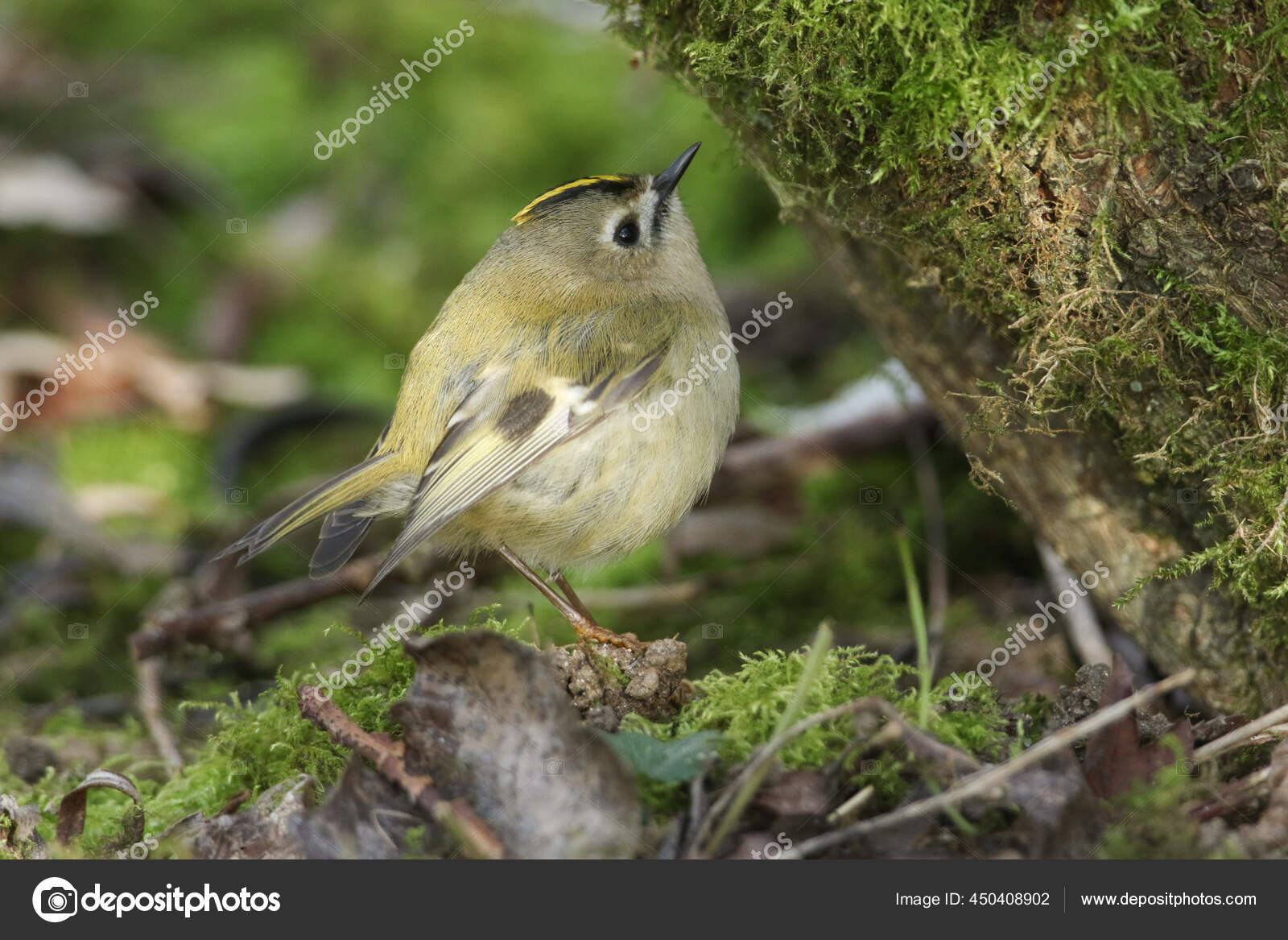 Goldcrest Regulus Regulus Looking Insects Eat Moss Base Tree Trunk