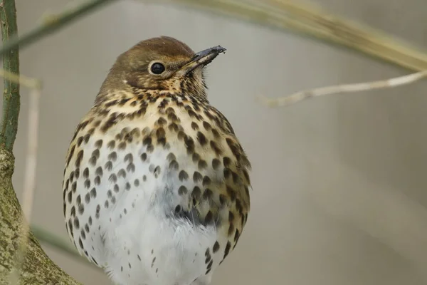 Bir Song Thrush, Turdus Philomelos, İngiltere 'de bir kar fırtınası sırasında bir ağaca tünedi..