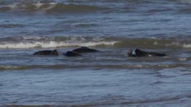 Gri foklar, Halichoerus grypus, üreme mevsiminde denizde kavga ederler..