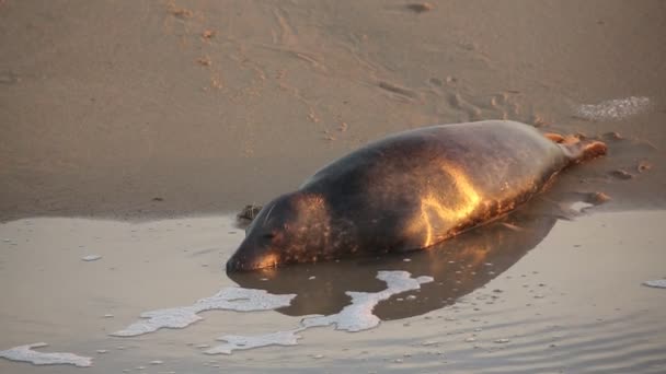 Vilande Gråsäl Halichoerus Grypus Som Ligger Vid Havets Strand Vid — Stockvideo