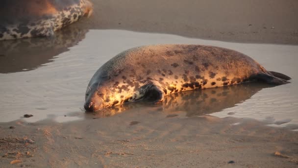 Γκρι Σφραγίδα Halichoerus Grypus Που Βρίσκεται Στην Ακτογραμμή Της Θάλασσας — Αρχείο Βίντεο