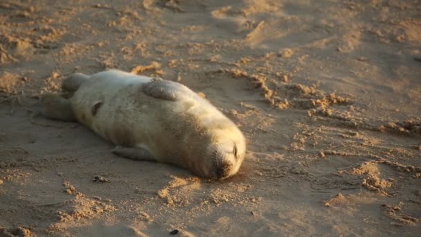 Nyfödd Gråsälunge Halichoerus Grypus Som Ligger Stranden Vid Soluppgången Horsey — Stockvideo