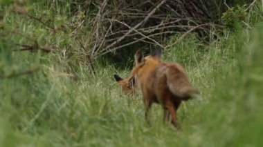 Bir tilki ve sevimli yavruları Vulpes vulpes mağaralarının girişinde besleniyorlar. Yiyecekler yüzünden birkaç boğuşma oldu..