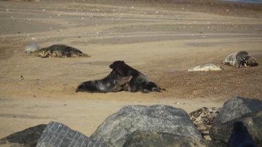 Horsey, Norfolk, İngiltere 'de bir plajda iki büyük baskın Gri Fok Boğası (Halichoerus grypus) ile dövüşüyor..