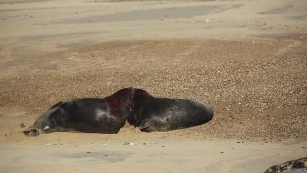 Dos Grandes Toros Focas Grises Dominantes Halichoerus Grypus Una Playa — Vídeos de Stock