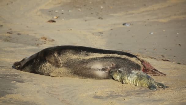 英国ノーフォーク州ホージーで母からの最初の餌を取っているビーチに横たわっている新しい生まれの灰色のシール アップ ハリケリウス グリプス — ストック動画