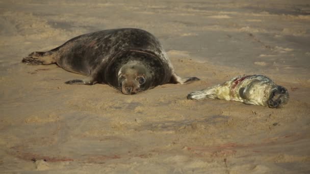 Nyfödd Gråsälunge Halichoerus Grypus Som Ligger Stranden Nära Sin Vilande — Stockvideo