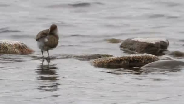 Stunning Common Sandpiper Actitis Hypoleucos Sitting Side Loch Rock Preening — Stock Video
