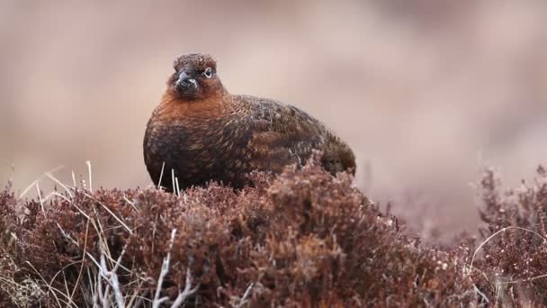 Deslumbrante Grouse Vermelho Lagopus Lagopus Sentado Urze Nas Terras Altas — Vídeo de Stock