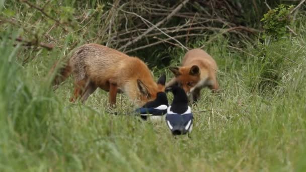 Eine Füchsin Red Fox Vulpes Vulpes Und Ihre Niedlichen Jungen — Stockvideo