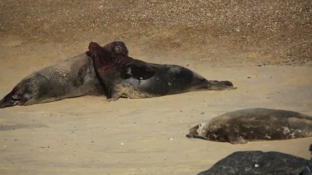 イギリス ノーフォーク州ホーシーのビーチで2頭の大型コクシール Halichoerus Grypus と戦っている — ストック動画