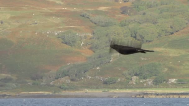 Una Vista Panorámica Impresionante Buitre Buteo Buteo Volando Mull Escocia — Vídeo de stock