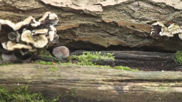 Una Linda Musaraña Común Sorex Araneus Buscando Comida Una Pila — Vídeos de Stock