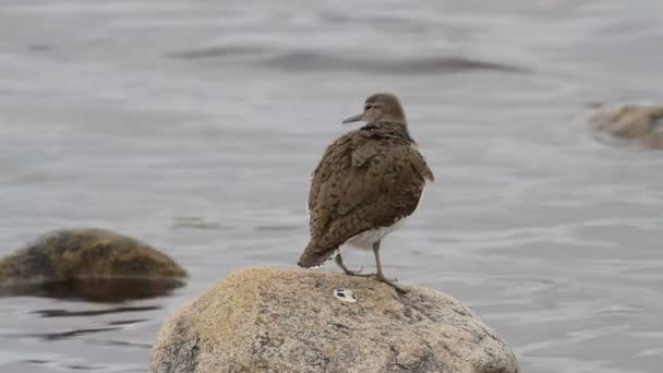 Deslumbrante Sandpiper Comum Actitis Hypoleucos Lado Lago Uma Rocha Preening — Vídeo de Stock