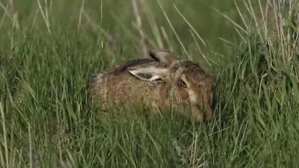 Fantastisk Brown Hare Lepus Europaeus Utfodring Ett Fält Blåsig Dag — Stockvideo