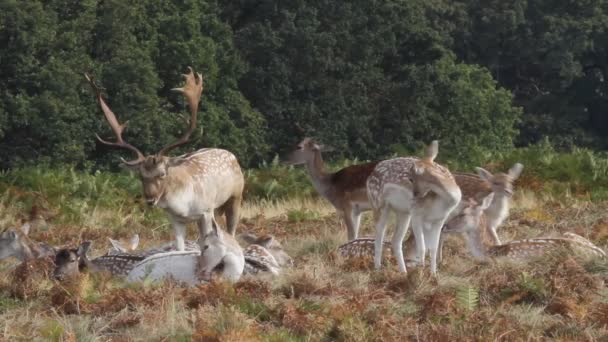 Fallow Deer Buck Dama Dama Kollar Över Hans Hinds Ruttnande — Stockvideo