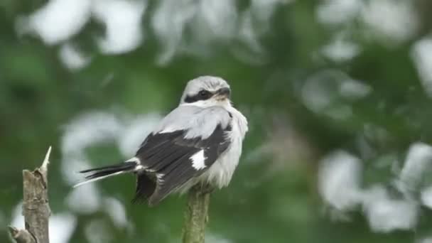 Μια Θαυμάσια Σπάνια Grey Grey Shrike Lanius Excubitor Σκαρφαλώνει Στην — Αρχείο Βίντεο