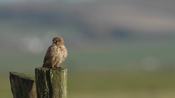 在一个刮风的日子里 猎手卡斯特雷尔正栖息在木制栅栏柱子上 猎捕猎鹰 — 图库视频影像