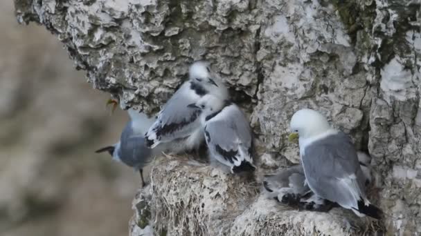巣のコロニーKittiwake Rissa Tridactyla 英国の崖の顔に巣や棚に座っている大人と雛 — ストック動画