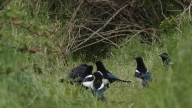 Bir karga ve saksağanlar mağaranın girişindeki tilkilerle beslenirken, sevimli bir tilki yavrusu olan Vulpes vulpes dışarı çıkıp tilkinin yavruları için aldığı yiyecekleri yemeye devam eder..