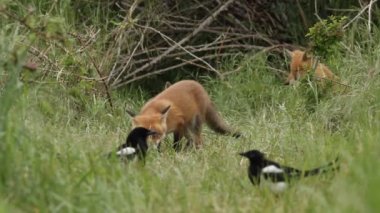 Baskın bir Kızıl Tilki yavrusu Vulpes vulpes yuvasının girişindeki uzun otların arasında besleniyor. Etrafı beslenmek için fırsat kollayan kardeşleriyle çevrili..