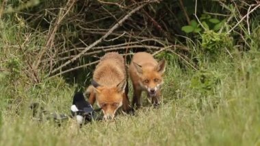 Bir tilki ve şirin yavrusu Vulpes vulpes mağaralarının girişinde besleniyorlar. Yiyeceklerini çalmaya çalışan Saksağanlar onları korkutur..