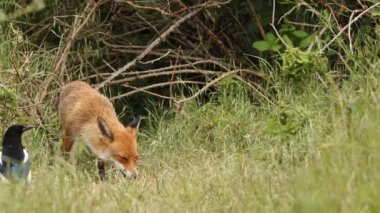 Tilki ve sevimli yavrusu Vulpes vulpes mağaralarının girişinde besleniyorlar..
