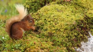 İskoçya 'nın dağlık kesimlerinde yosunlu bir kıyıdan beslenen sevimli bir Kızıl Sincap (Sciurus vulgaris).