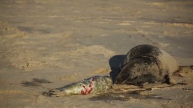 Gri Fok yavrusu (Halichoerus grypus) İngiltere 'de Norfolk plajında annesi tarafından muayene edilir..