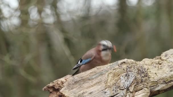 Jay Deslumbrante Garrulus Glandarius Coletando Nozes Velho Tronco Para Seu — Vídeo de Stock