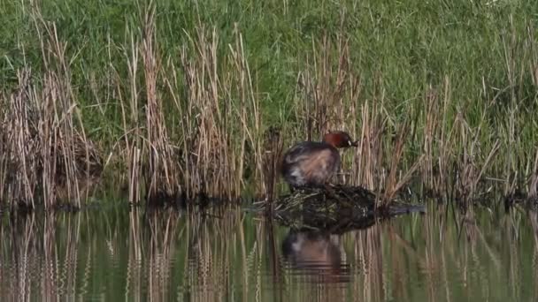 Roztomilý Malý Grebe Tachybaptus Ruficollis Dělat Hnízdo Rákosí Okraji Řeky — Stock video