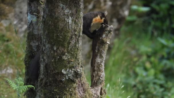 Egy Félénk Megfoghatatlan Pine Marten Martes Martes Táplálkozás Skót Felföldön — Stock videók