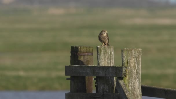 Bonito Cernícalo Falco Tinnunculus Posado Poste Madera Comiendo Una Rana — Vídeos de Stock