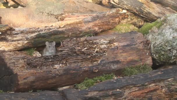 Duży Brązowy Szczur Rattus Norvegicus Szukający Pożywienia Stercie Kłód — Wideo stockowe