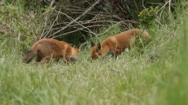 Una Volpe Rossa Vulpes Vulpes Suoi Simpatici Cuccioli Stanno Nutrendo — Video Stock