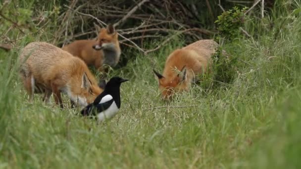 Duas Raposas Vermelhas Vulpes Vulpes Seus Filhotes Bonitos Alimentando Entrada — Vídeo de Stock