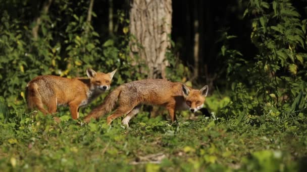 野生红狐 在树林边的田野里觅食 在它们吵架的时候吓得屁滚尿流 — 图库视频影像
