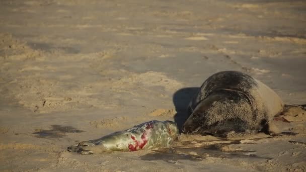 태어난 Halichoerus Grypus 해변에서 어미에게 검진을 — 비디오