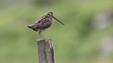 Çarpıcı bir Snipe (Gallinago gallinago) ahşap bir direğe tünemişti..