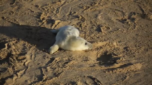 Nyfödd Gråsälunge Halichoerus Grypus Som Ligger Stranden Vid Soluppgången Horsey — Stockvideo