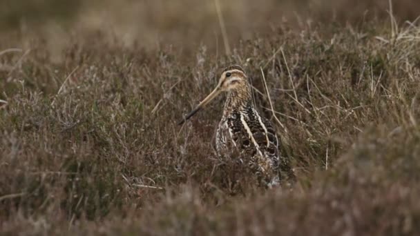 Vacker Snipe Gallinago Gallinago Står Bland Ljungen Heden Ropar Ösregnet — Stockvideo