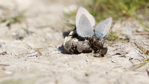 Rara Piccola Farfalla Blu Cupido Minimus Che Nutre Feci Animali — Video Stock