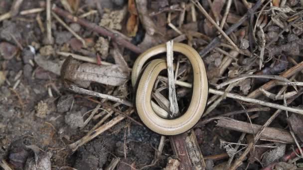Cute Baby Slow Worm Anguis Fragilis Making Its Way Its — Stock Video