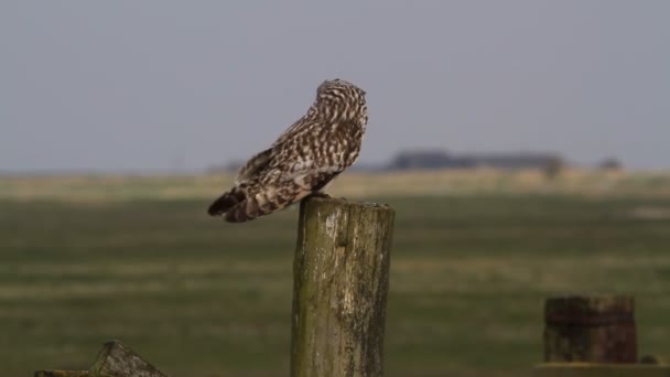 Beautiful Short Eared Owl Asio Flammeus Perched Fence Post — Stock Video