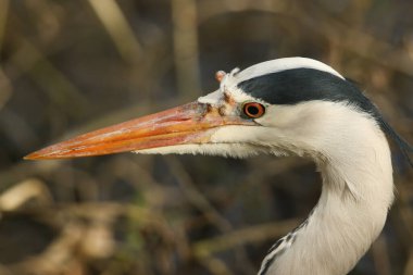 Ardea Cinerea 'da, bir nehrin kıyısında duran bir balıkçıl avcısının portresi..