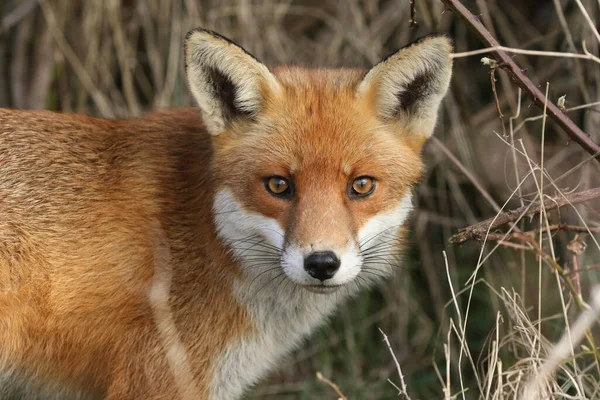 Muhteşem bir Kızıl Tilki 'nin, Vulpes Vulpes Vulpes' un tarlada avlanırken bir vesikalığı. .