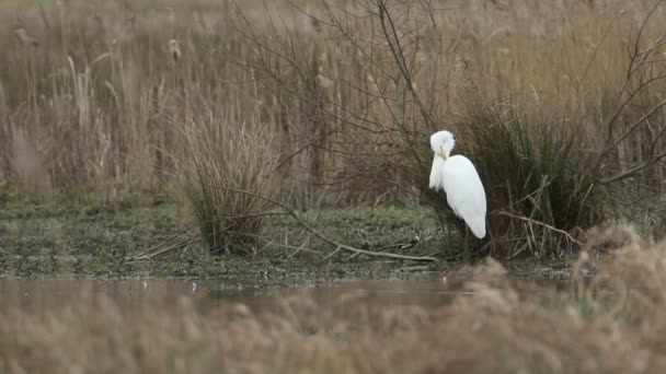 Ein Seltener Silberreiher Ardea Alba Steht Ufer Eines Sumpfigen Gebietes — Stockvideo