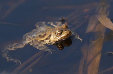 Yaygın bir kurbağa, Bufo bufo. Üreme mevsiminde, baharda kış uykusundan yeni çıkmış. Kurbağaların suya girmesini bekliyor, böylece onlarla çiftleşip yumurtlayabiliyor..