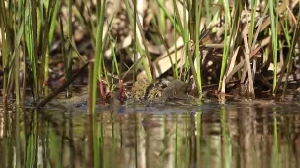 시기에 연못에서 겨울잠을 두꺼비 짝짓기 철이었다 — 비디오